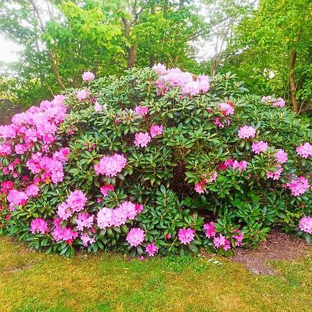 Vakantiehuis Hollum Ameland Dichtbij Strand En Met Ruime Tuin - Ameland39 Nl المظهر الخارجي الصورة